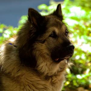 "Najwierniejszy pies na świecie" nie żyje. 12 lat czekał na właściciela [FOTO]