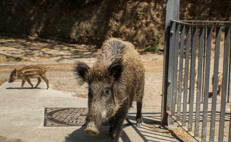 Miasto ma problem z dzikami. Zwierzęta wchodzą do niego regularnie 