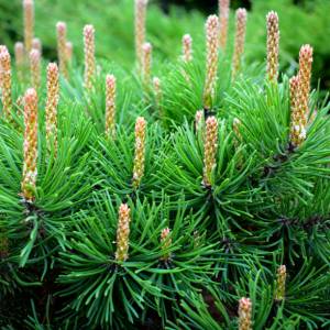 Syrop z pędów sosny wraca do łask. Naturalny sposób na odporność podbija polskie domy