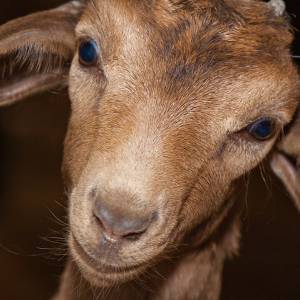 Jego uszy mierzą ponad pół metra. Kozioł jest hitem sieci