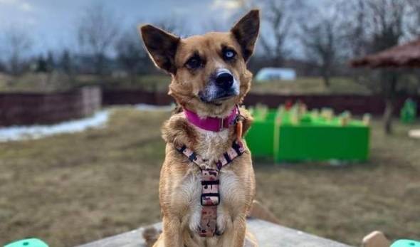 Sonia szuka domu! Pomóżmy jej znaleźć kochającą rodzinę!