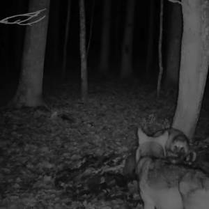 Wilk kontra jenoty. Starcie, którego finał może zaskakiwać! [WIDEO]