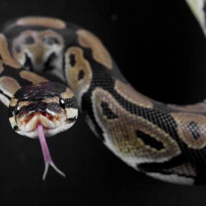 Pyton królewski w poznańskim hotelu! Do sieci trafiły zaskakujące zdjęcia!