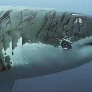 Kamera zarejestrowała przepływającego bardzo blisko rekina [WIDEO]