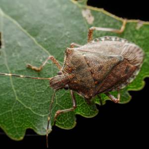 Inwazja tarczówek. Czy wszechobecne owady są groźne?