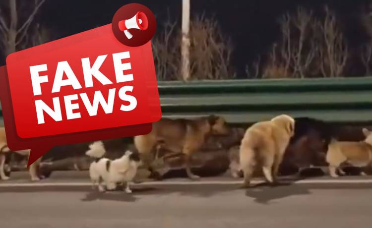 fot. X @nexta_polska