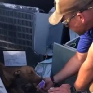 Szczeniak przeżył pod gruzami trzy tygodnie! Wycieńczony pies uratowany [WIDEO]