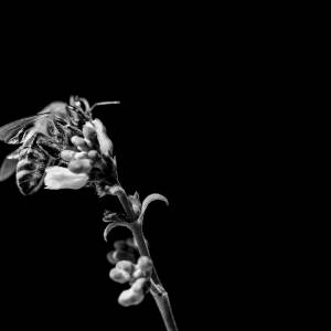 Prudnik. Pszczoła śmiertelnie użądliła mężczyznę