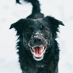 Panował siarczysty mróz i zamieć śnieżna. Zaginioną 10-latkę uratował pies