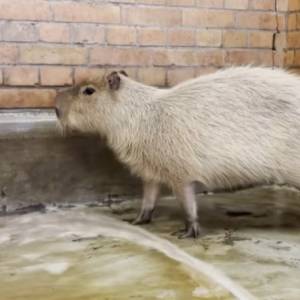 Co robić w walentynki? Kapibary z Wrocławia wzięły zmysłową kąpiel w płatkach róż... [WIDEO]