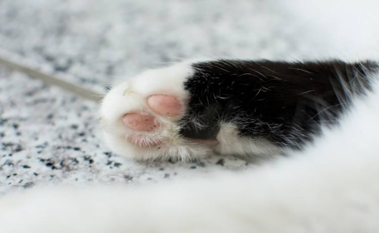 To nagranie z monitoringu podbija sieć! Kamera uchwyciła, co dzieje się z kotem [WIDEO]