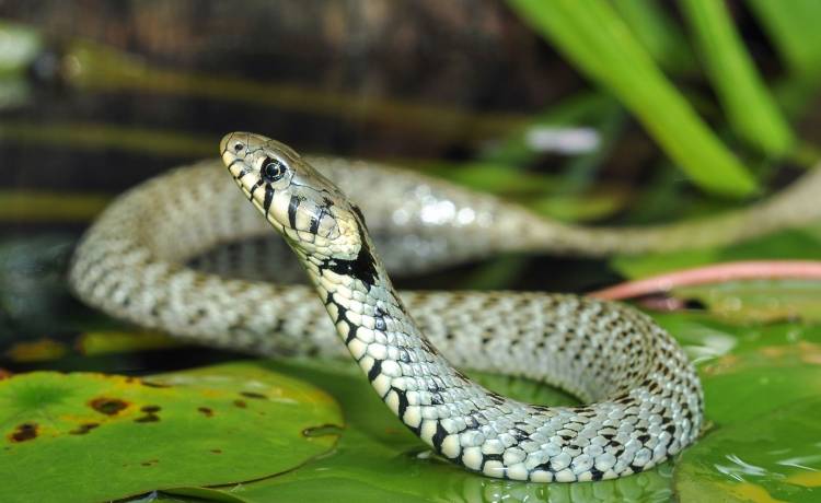 Płock. Nietypowe odkrycie w centrum miasta. Wezwali EkoPatrol