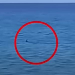 Turyści w Grecji wypoczywali gdy nagle pojawił się... rekin [WIDEO]