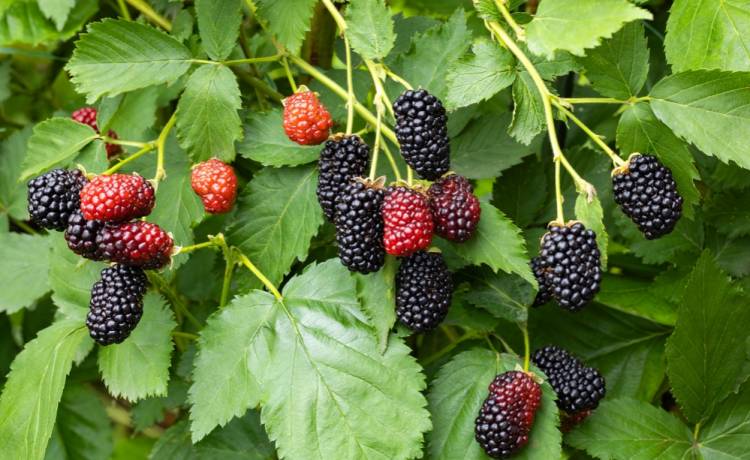 Ten sezonowy przysmak zaskakuje. Sprawdź, dlaczego warto go jeść codziennie!, fot. Shutterstock