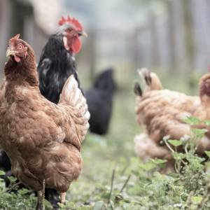 Rolnik został zabity. Mordercą okazał się kurczak