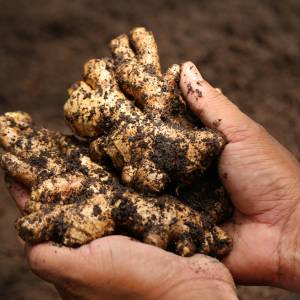 To najlepsza roślina nie tylko na odporność. Pomaga na wzdęcia i gazy