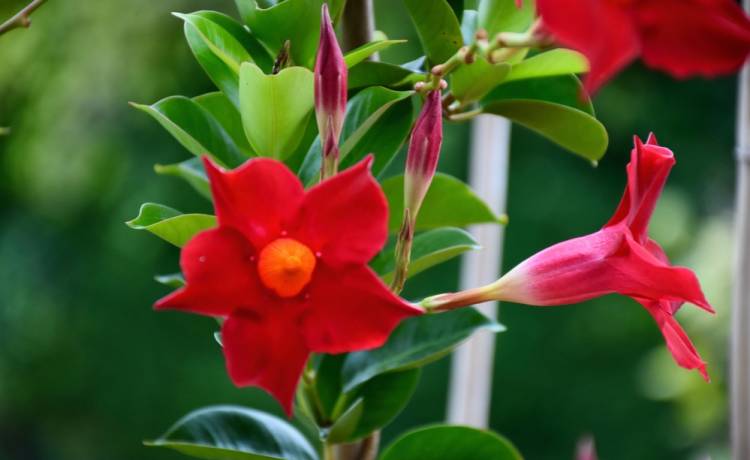 Dipladenia, fot. Shutterstock/doroninanatalie4