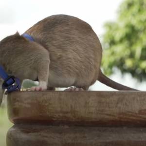 Mały gryzoń uratował setki ludzi. Szczur Magawa nie żyje [WIDEO]
