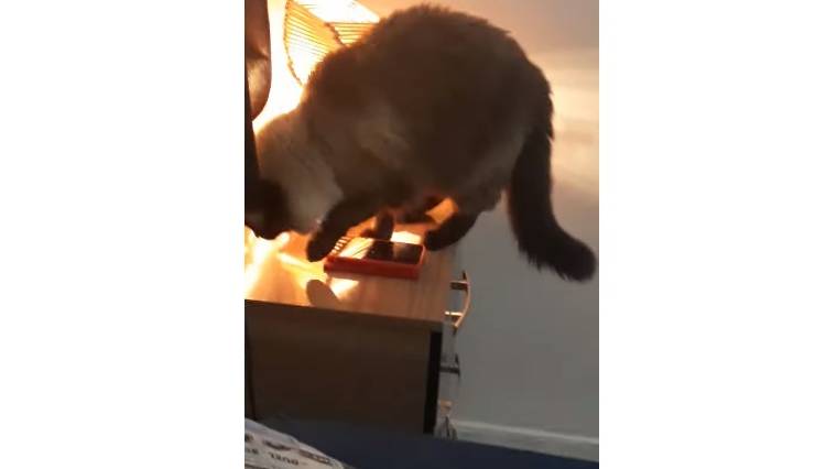 Alarm przeszkadza w odpoczynku? Ten kot nauczył się wyłączać budzik opiekunów! [WIDEO]