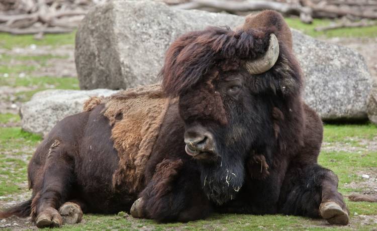 Dwaj mężczyźni znęcali się nad jednym ze zwierząt w poznańskim zoo. Pracownicy opublikowali nagranie [WIDEO] 
