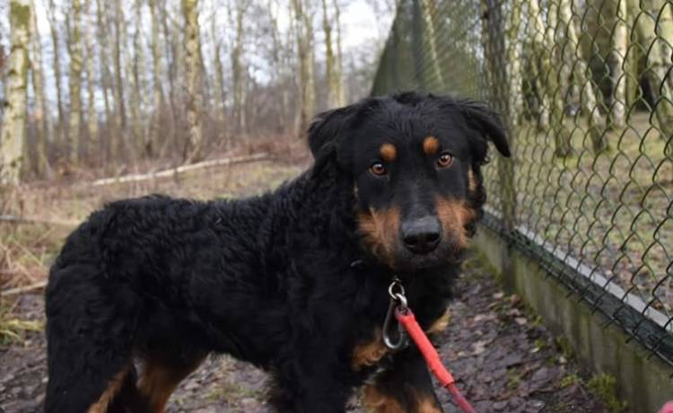 Max czeka na nowy dom. Podarujmy mu szansę na nowe życie!          