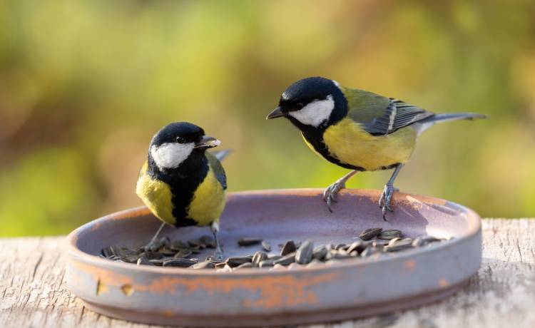 fot. shutterstock.com