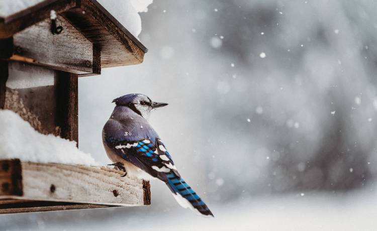 Jeśli wystawiasz karmnik, pamiętaj o tych zasadach. Inaczej tylko zaszkodzisz ptakom!