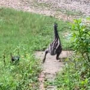 Pisklę emu podbija sieć. Tak małe uczą się biegać [WIDEO]