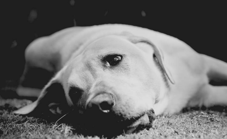 Goran nie żyje. Niezwykły labrador brał udział w ponad stu akcjach ratowniczych!