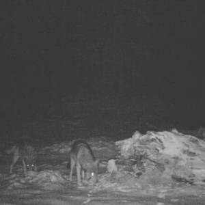 Sprzeczka wilków przed kamerą. Wyjątkowe nagranie trafiło do sieci! [WIDEO]