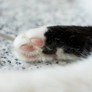 To nagranie z monitoringu podbija sieć! Kamera uchwyciła, co dzieje się z kotem [WIDEO]