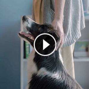 Widzisz na ulicy przestraszone i zdezorientowane zwierzę?! Reaguj! Zobaczcie ten film do końca! 