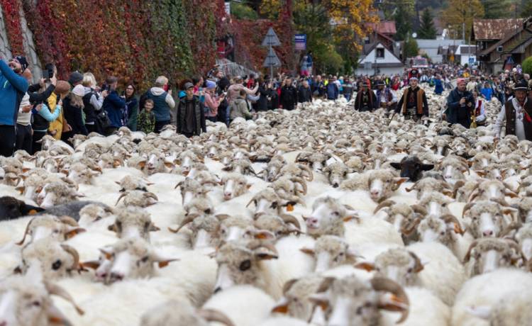 Owce wracają do domu – jesienne redyki 2025. Sprawdź, gdzie zobaczyć góralskie święto, fot. Shutterstock
