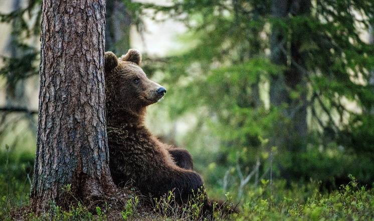 Kot walczył z niedźwiedziem i wygrał! [WIDEO]