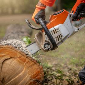 Czy można wyciąć drzewo bez zgłoszenia? To zależy