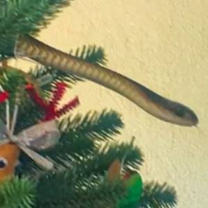 Takiego łańcucha na choince nikt się nie spodziewał! Drzewko otoczył jadowity wąż