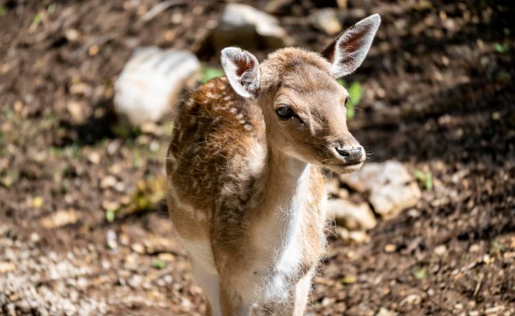 Psia mama opiekuje się małym jelonkiem. Rozczulające nagranie porusza! "Mama to zawsze mama" [WIDEO]
