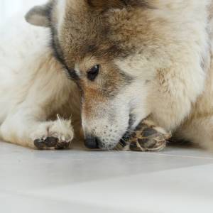 Dlaczego pies ciągle liże łapy? To niepokojący sygnał