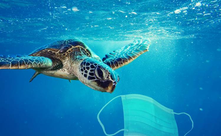 Tony medycznych śmieci zanieczyszczają rafy koralowe. Zużyte maseczki na trafiają na dno oceanu