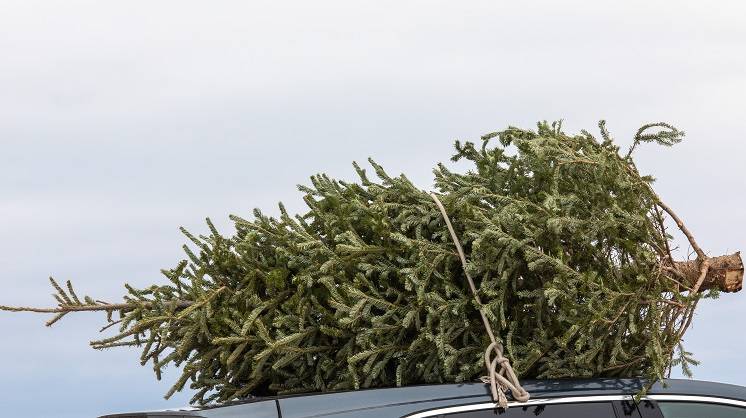 Widziałeś je na swojej choince? Natychmiast się ich pozbądź! Wyglądają jak szyszki [ZDJĘCIE]