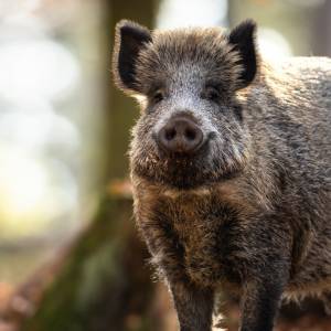 Dziki buszują po miastach. Jak zachować się w czasie bezpośredniego spotkania ze zwierzętami? Oto kilka ważnych zasad