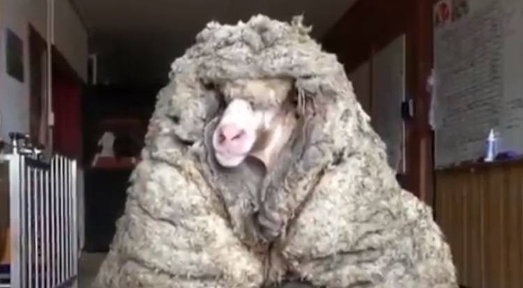 Dzika owca z Australii uratowana. Miała na sobie 35 kg wełny! Nagranie ze strzyżenia robi furorę w Internecie! [WIDEO]