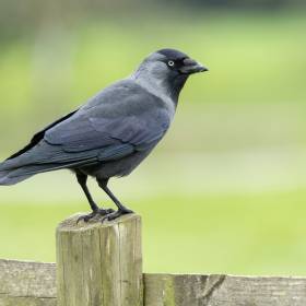 Do twojego ogrodu przylatują kawki? To ważny sygnał. Na to musisz uważać