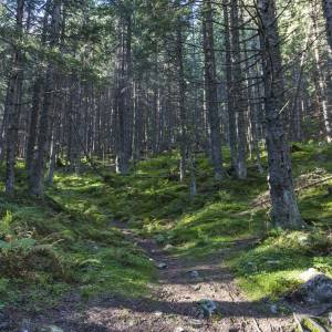 Poszedł za potrzebą do lasu i... zadzwonił po pomoc do TOPR. Akcja trwała całą noc