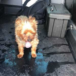 Zostawili yorka w rozgrzanym aucie. Policjantom tłumaczyli, że poszli zamówić gofry