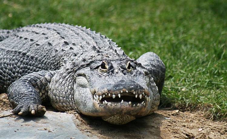  Zdeterminowany aligator wspinał się po ścianie domu. "To coś nowego" [WIDEO]