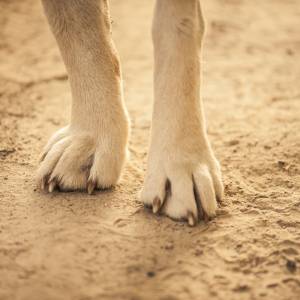 Gary przeszedł prawie 30 km w mrozie, by wrócić do domu. Niezwykła historia 12-letniego kundelka                                                    