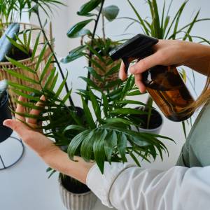 Czym podlewać kwiaty doniczkowe, żeby ładnie rosły?