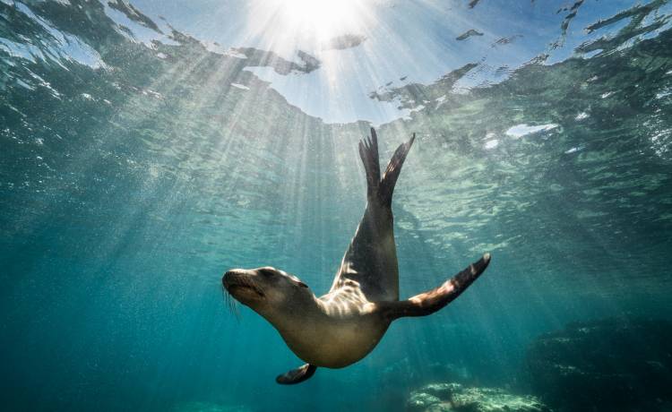 Foki w Kazachstanie dotkliwie pogryzły mężczyznę i dwie dziewczynki