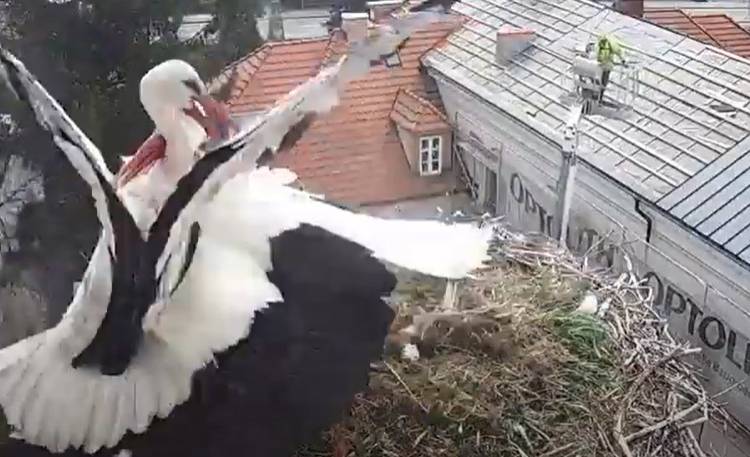 Kolejny atak na gniazdo w Przygodzicach. Bociany straciły potomstwo... [WIDEO]                                          